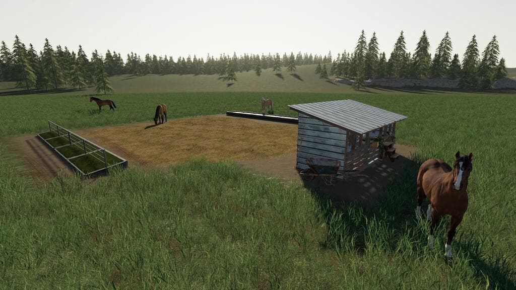 OPEN HORSE PASTURE 3