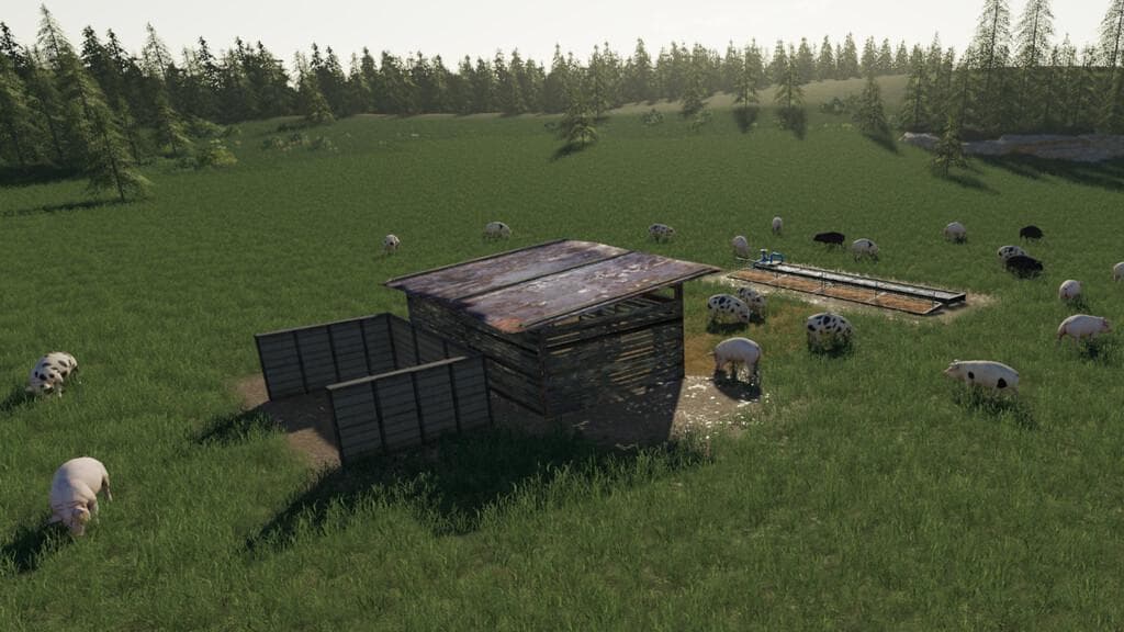 OPEN PIG PASTURE 4
