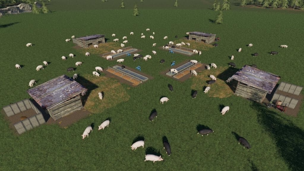 OPEN PIG PASTURE 2