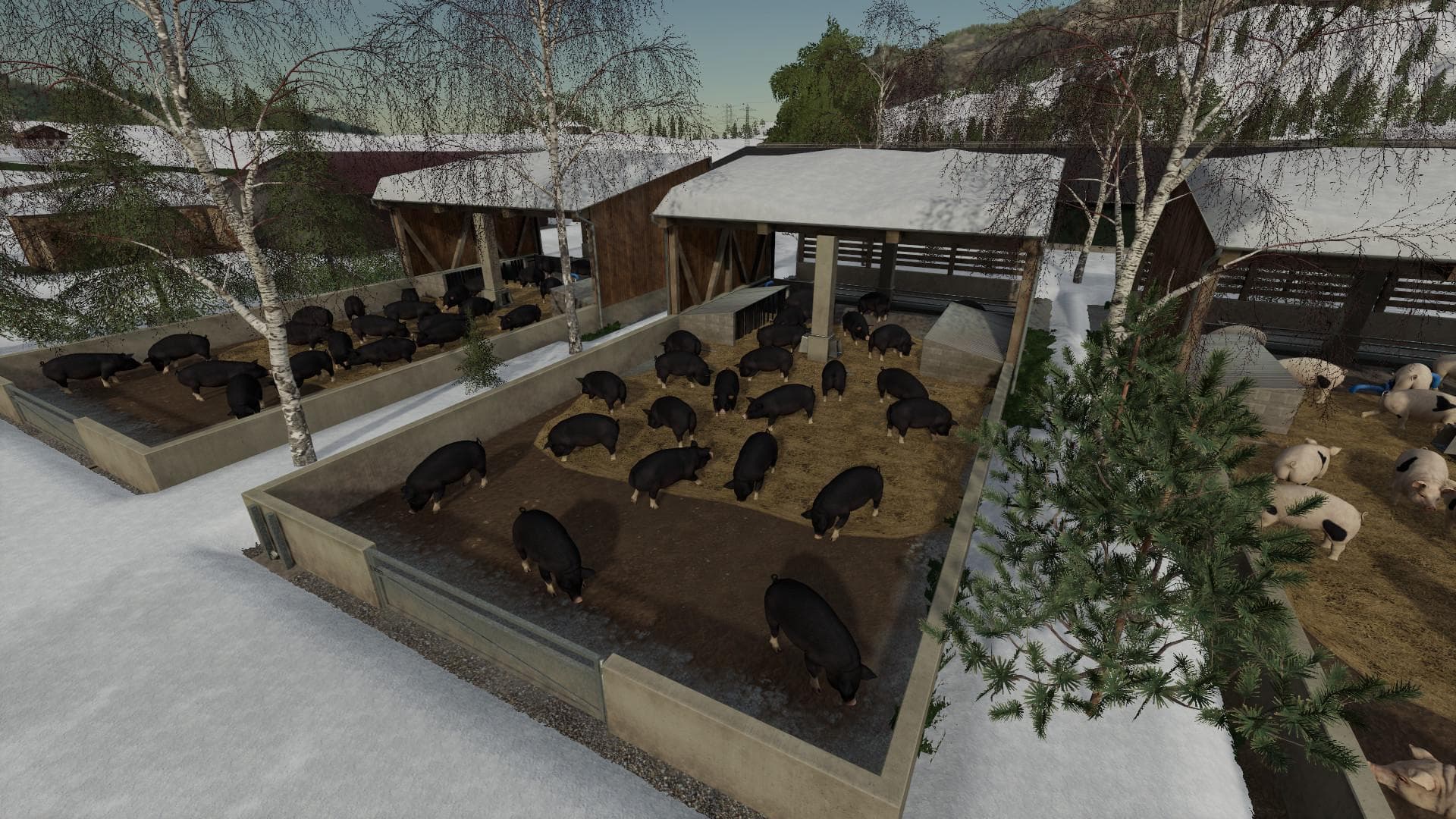 OUTDOOR PIGLET HUSBANDRY 3
