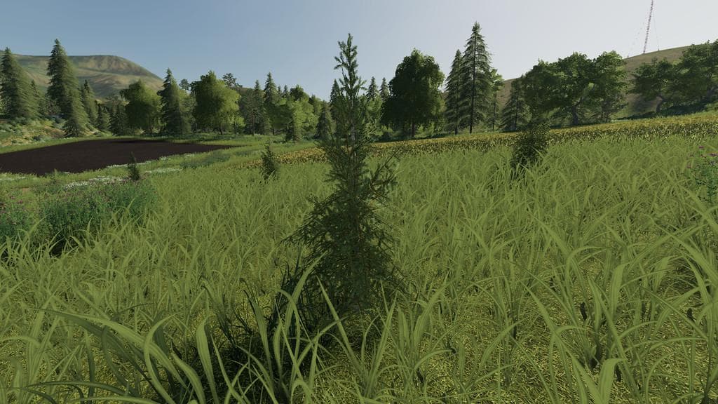 Plantable Spruce Trees 5