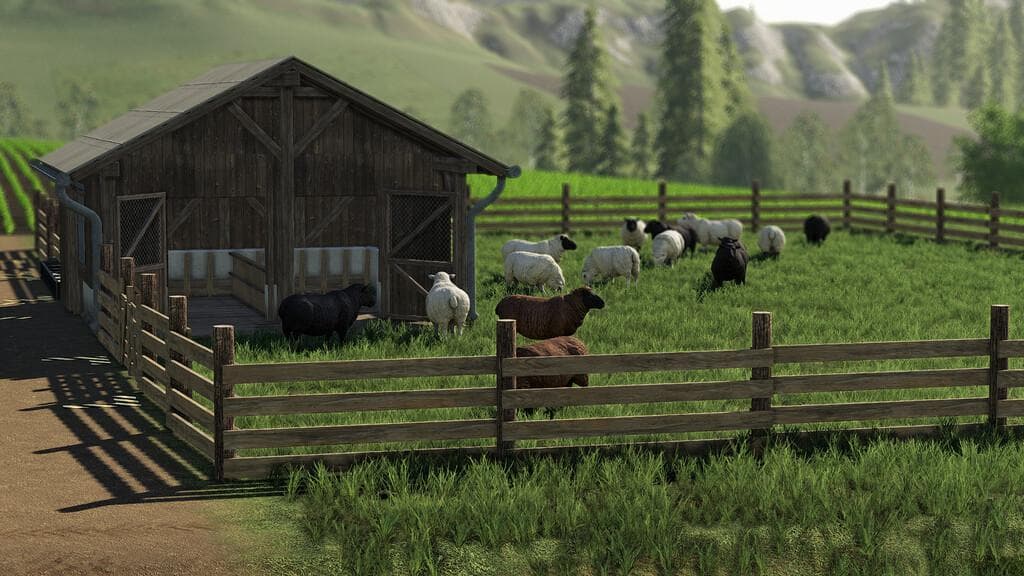 SHEEP PASTURE 4