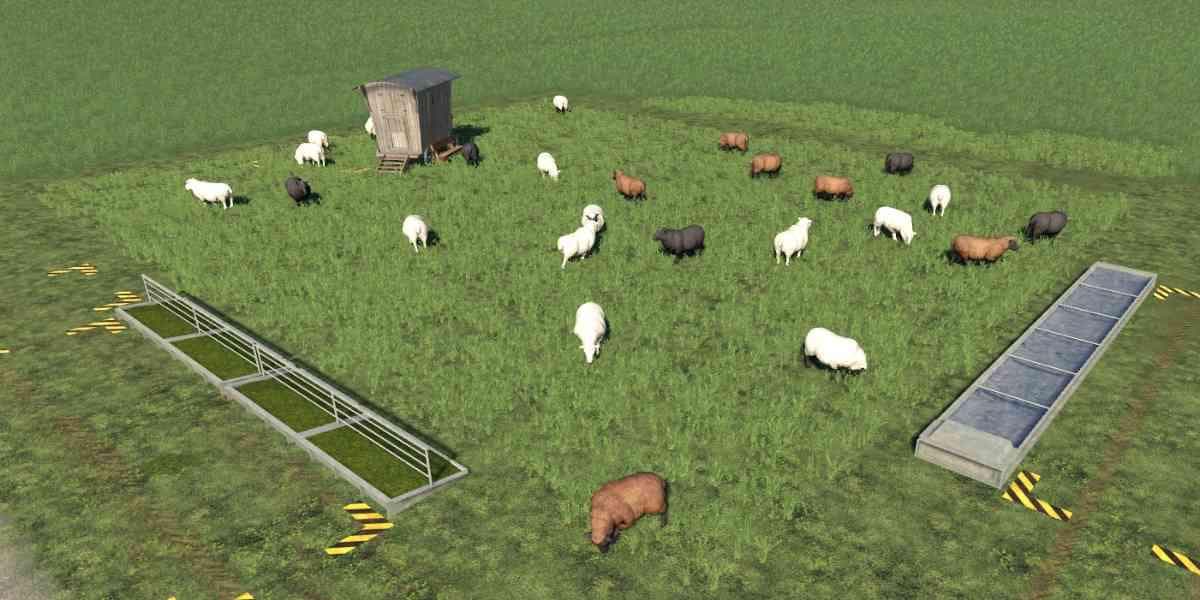 SHEEP PASTURE WITHOUT FENCE