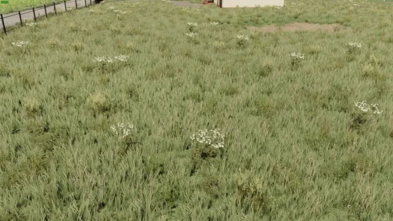 TEXTURES MEADOW 2