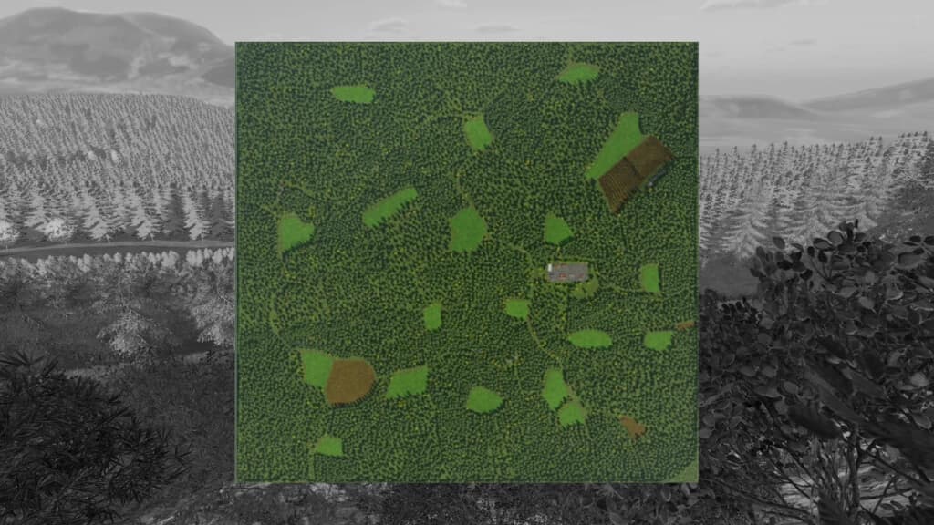 THE RISOUX FOREST 4