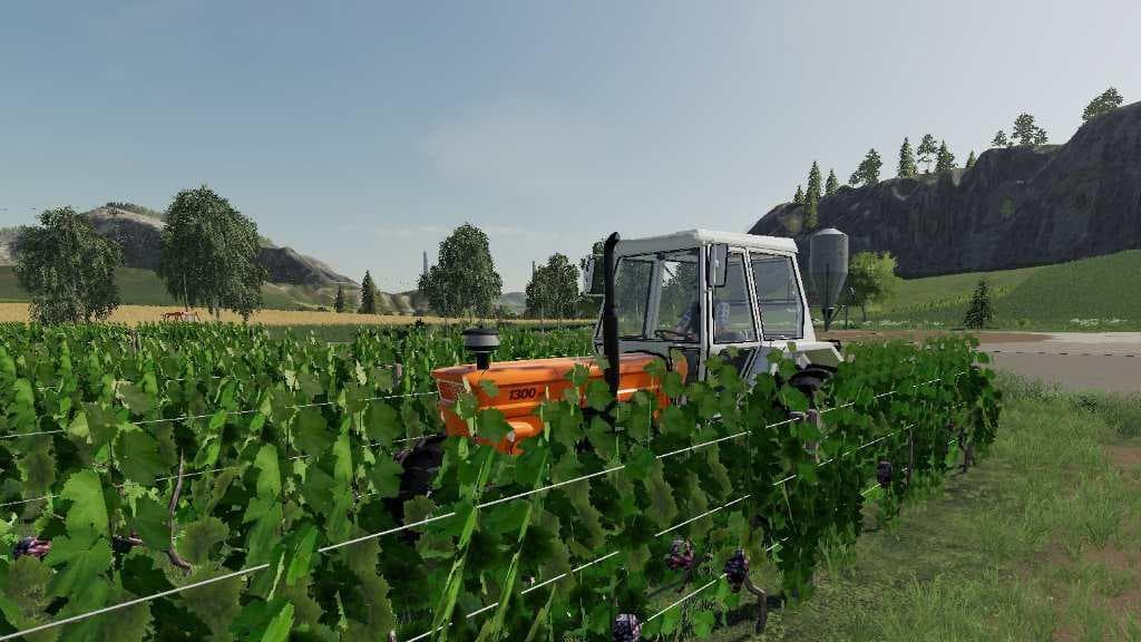 Vineyard 4