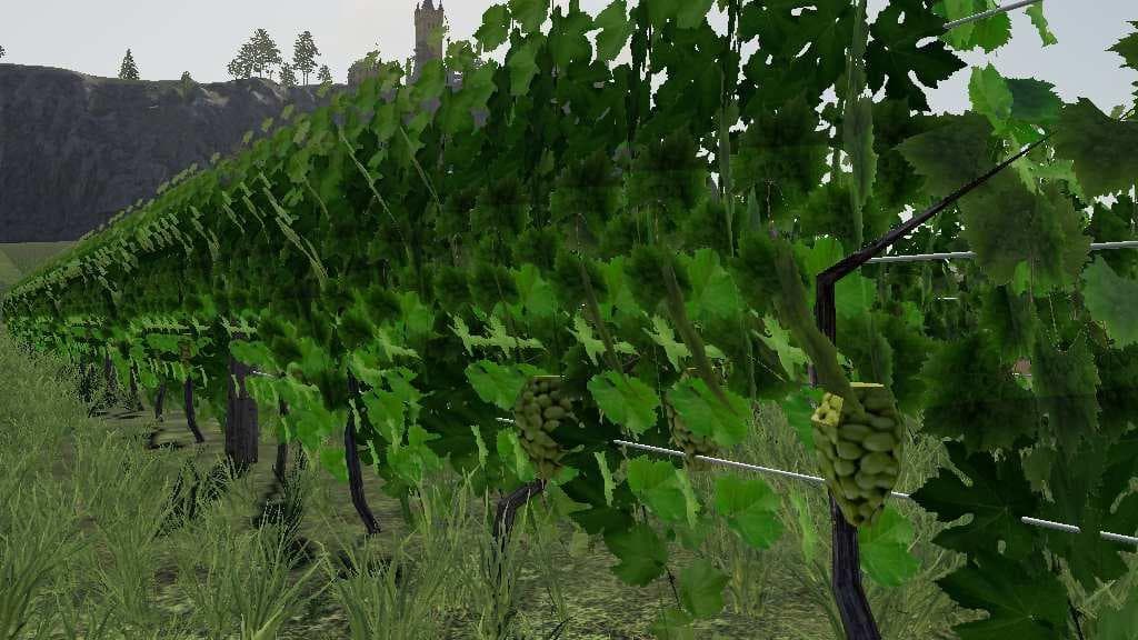 Vineyard 2