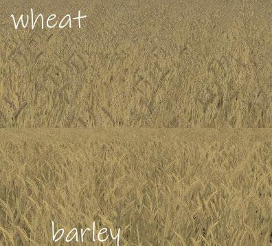 WHEAT - BARLEY TEXTURE