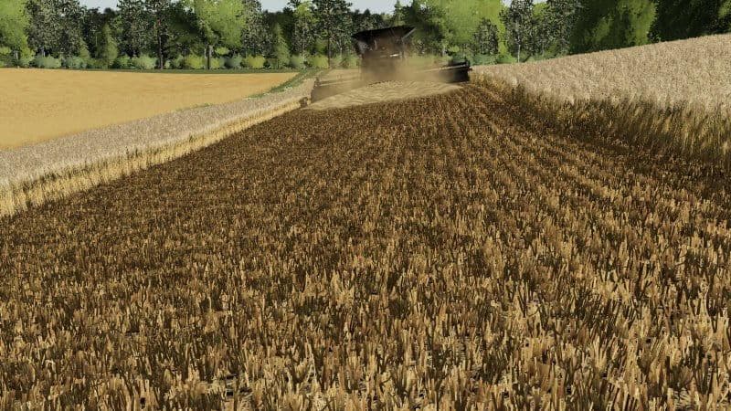 BARLEY / WHEAT TEXTURE 5