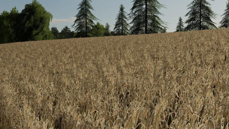 BARLEY / WHEAT TEXTURE