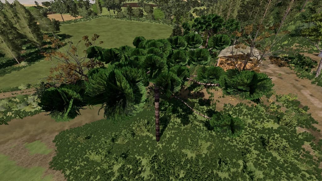 ARAUCARIAS 4