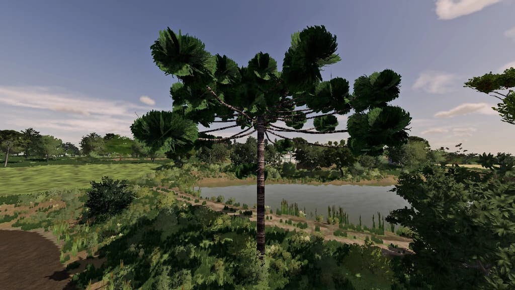 ARAUCARIAS 3