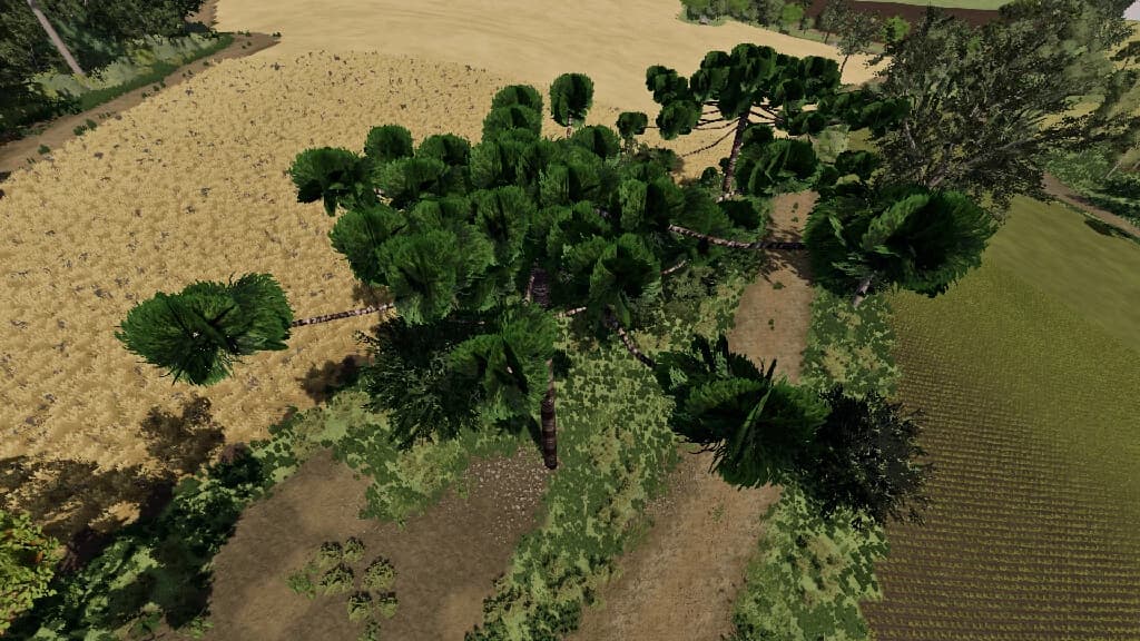 ARAUCARIAS 2