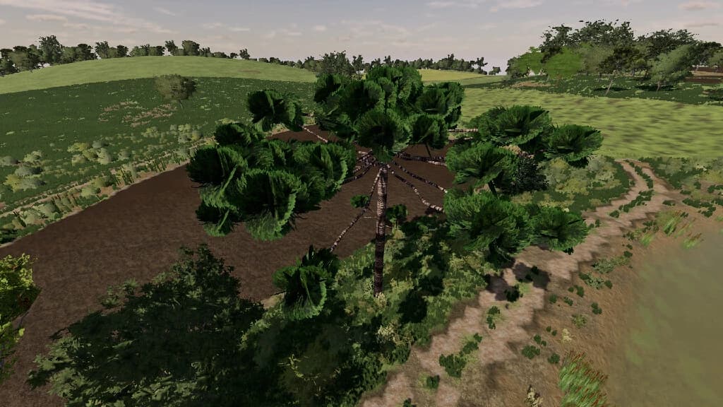 ARAUCARIAS