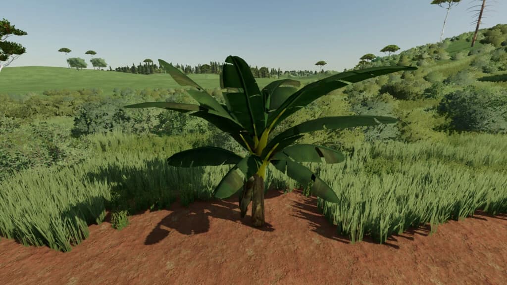 BANANA TREE 4