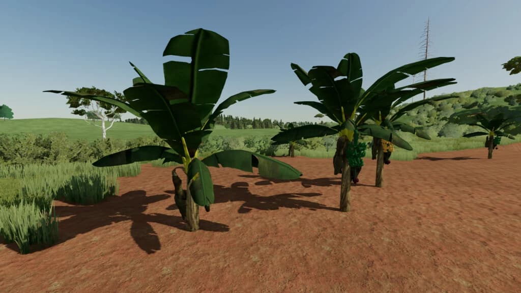BANANA TREE 3
