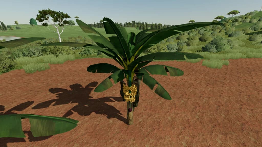 BANANA TREE 2