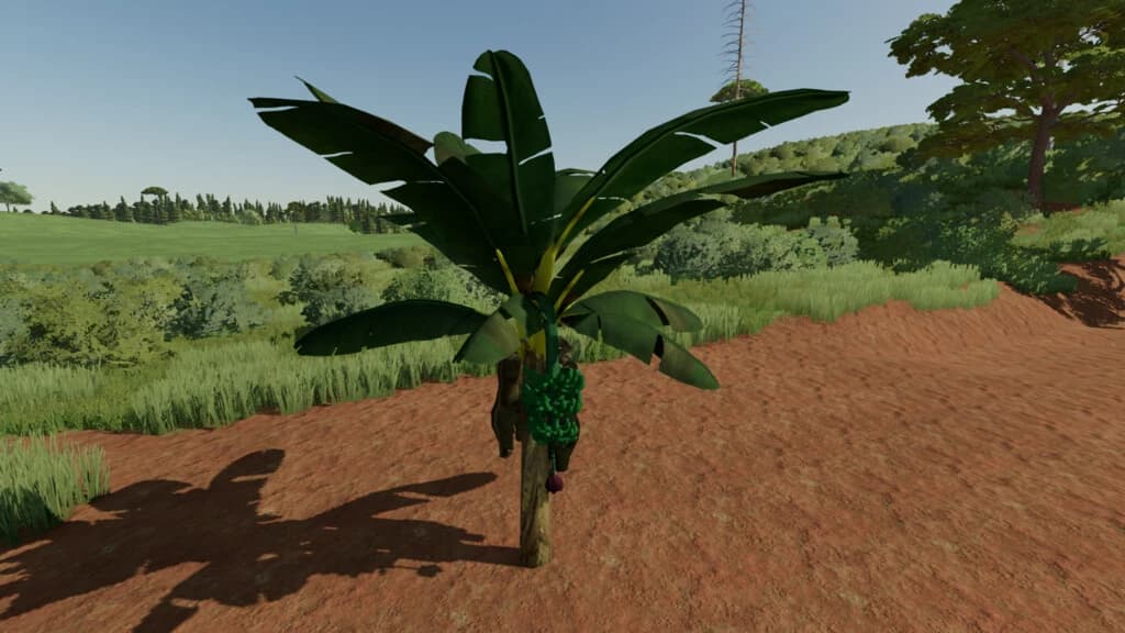 BANANA TREE