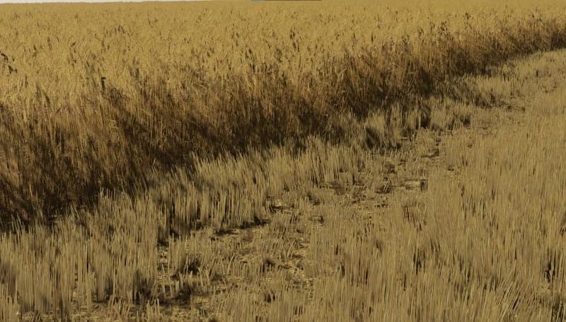 BARLEY AND WHEAT TEXTURES 4