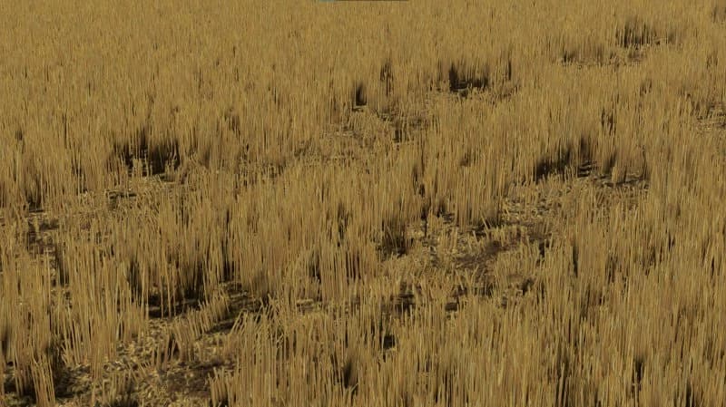 BARLEY AND WHEAT TEXTURES