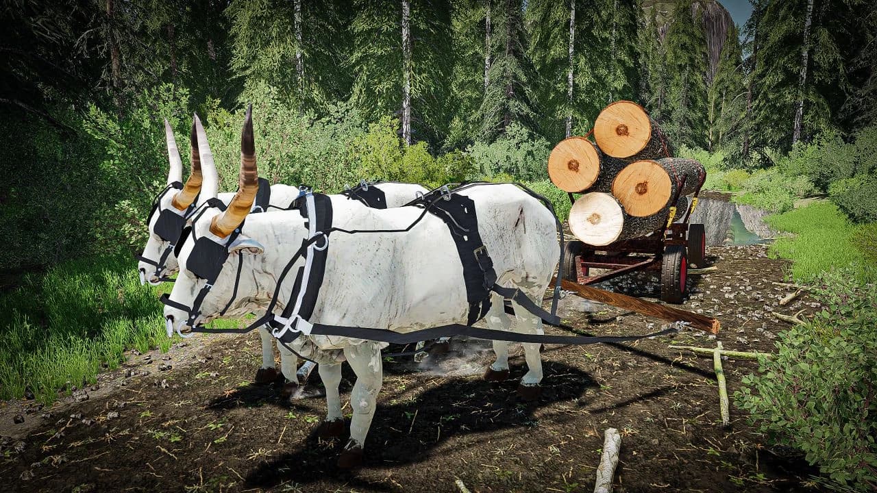BULLS FOR FORESTRY