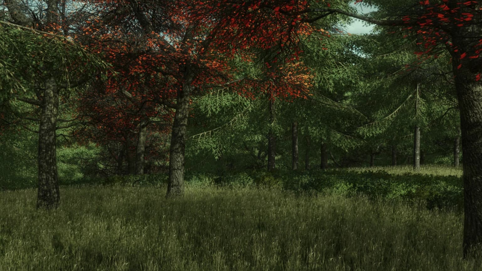CA LOGGING/ LANDCLEARING 4
