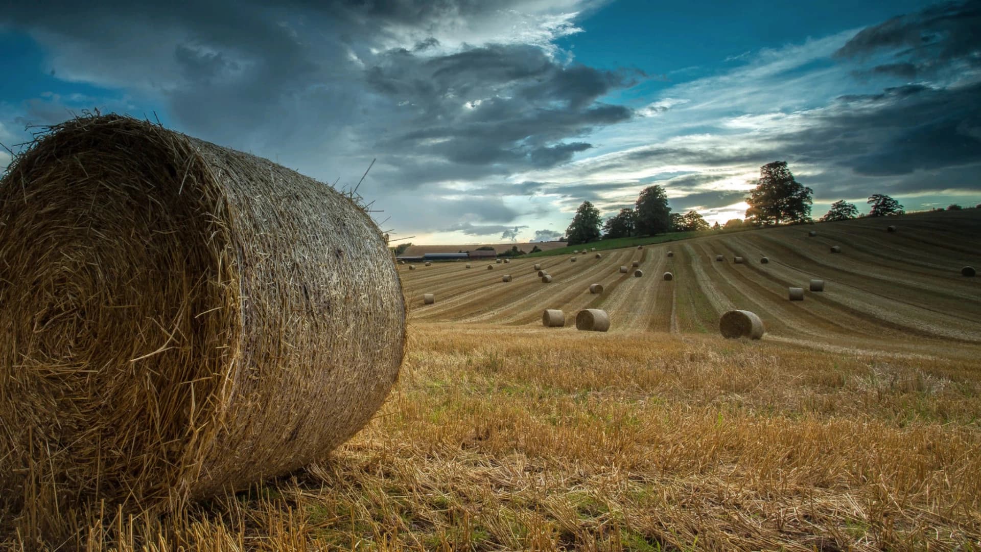 CALMSDEN FARM EDIT 5