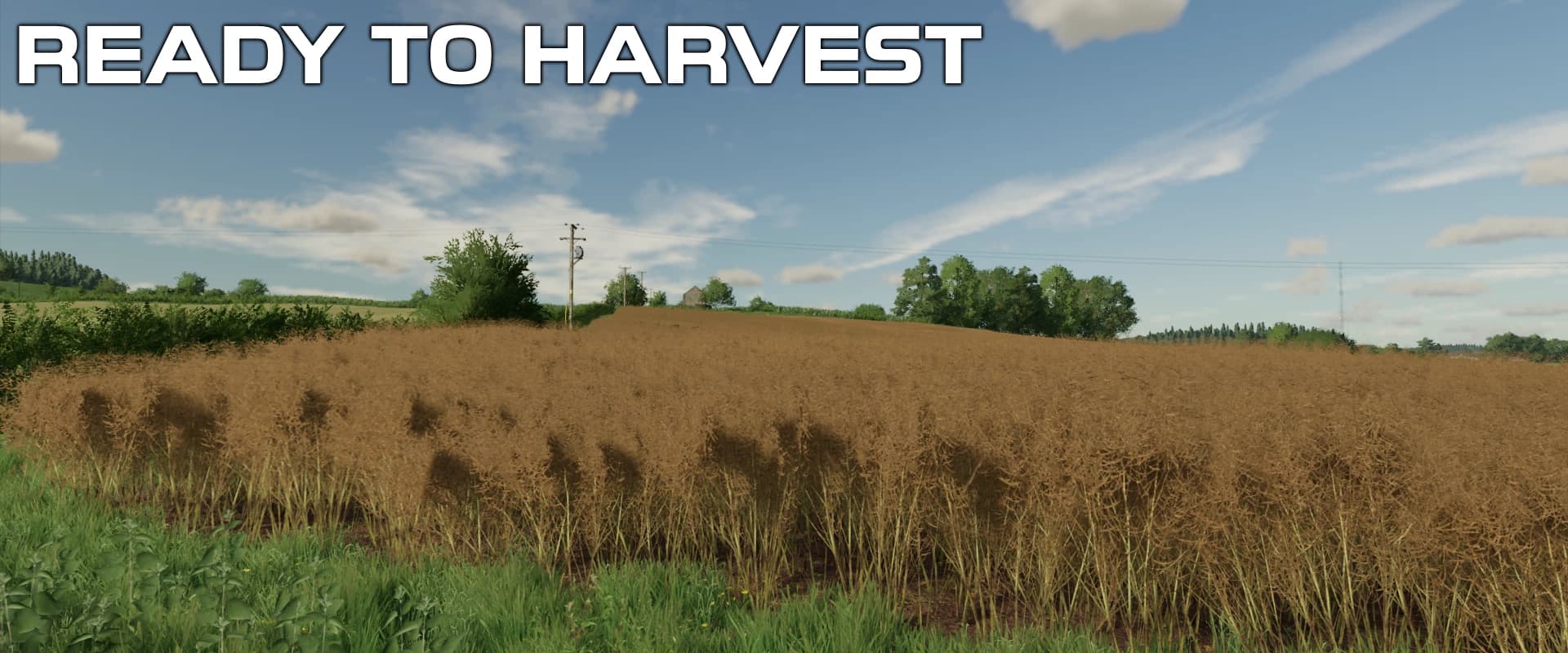 OSR/CANOLA CROP TEXTURES 5