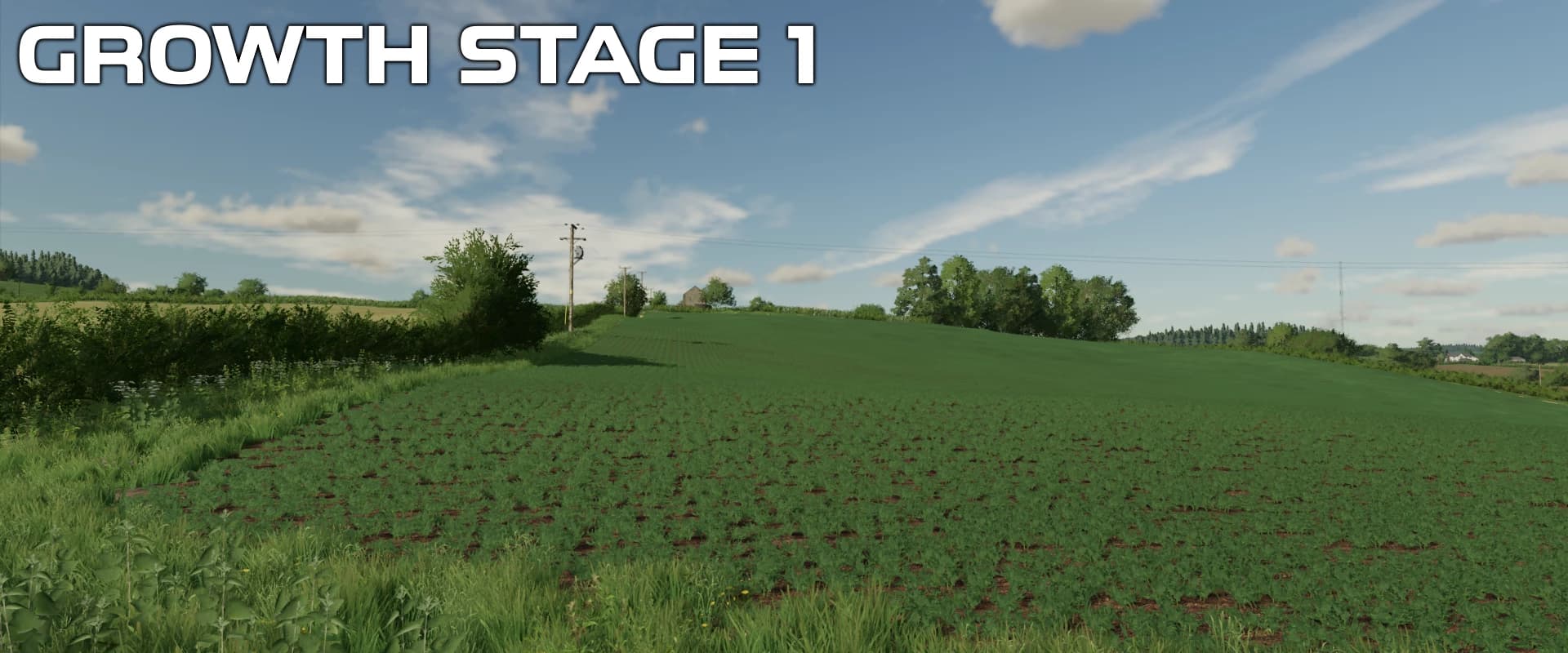 OSR/CANOLA CROP TEXTURES 4