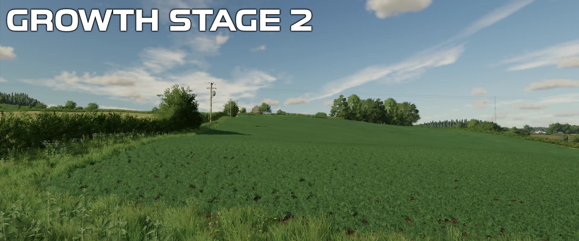 OSR/CANOLA CROP TEXTURES 3