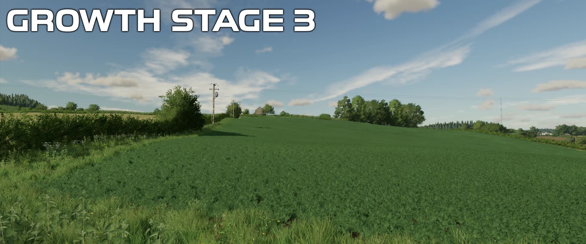 OSR/CANOLA CROP TEXTURES 2