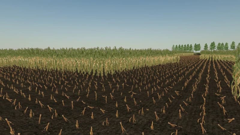 CORN MAZE 5