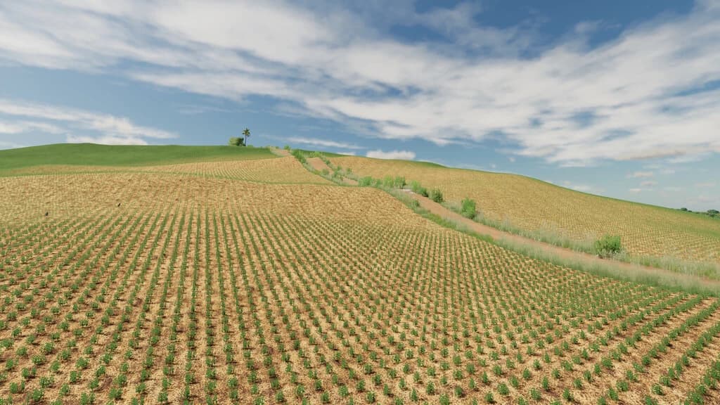 Canarinho Farm 5