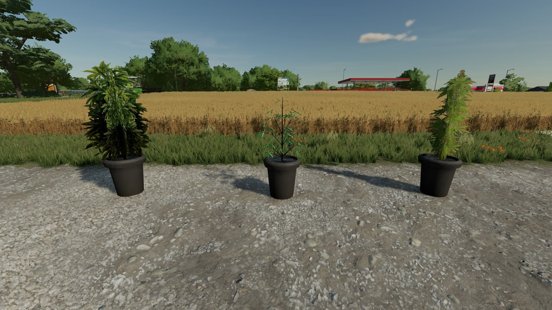 Cannabis Plants Pack 1 5