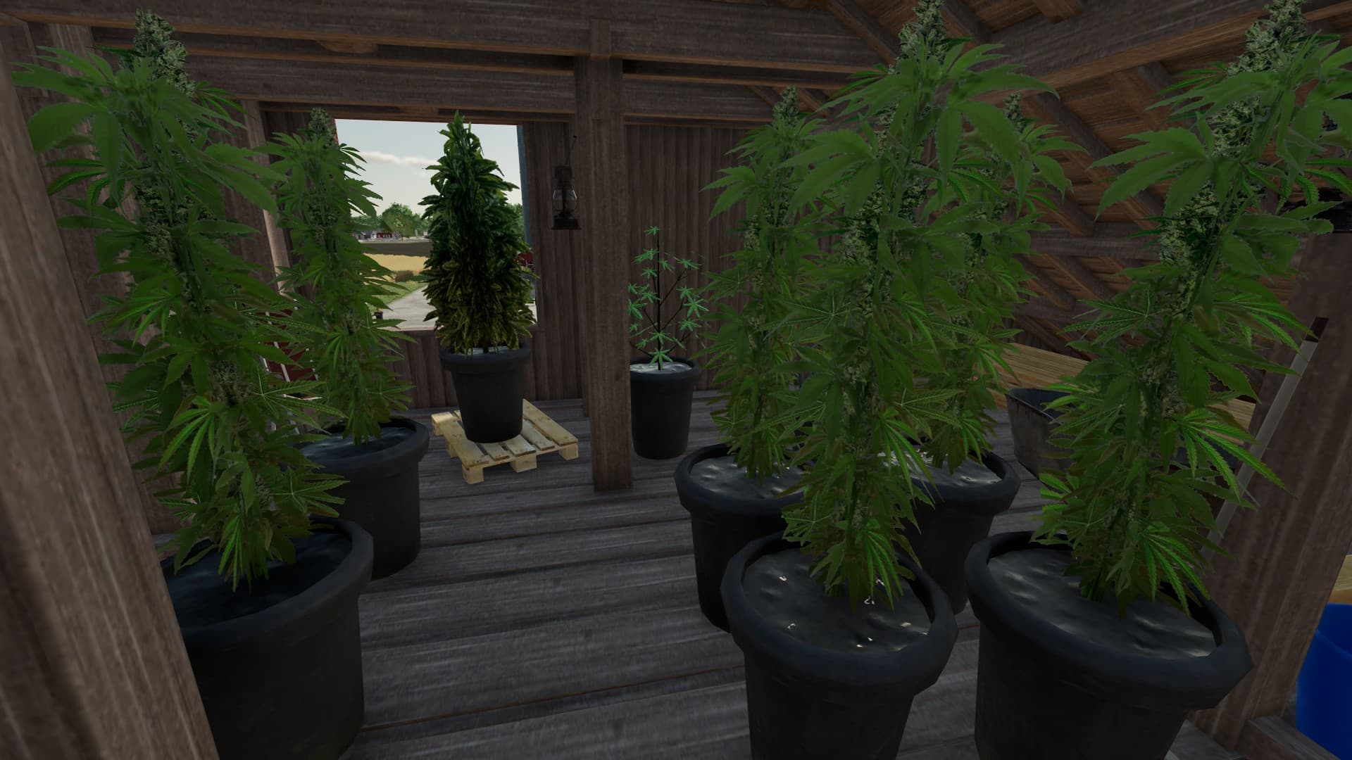 Cannabis Plants Pack 1 4