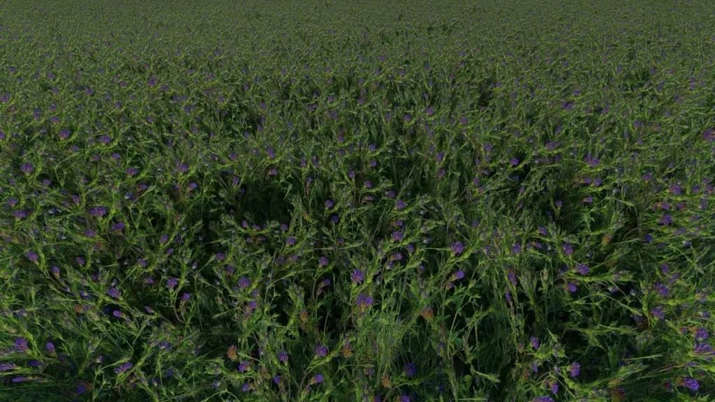 Clover and Alfalfa Texture 2