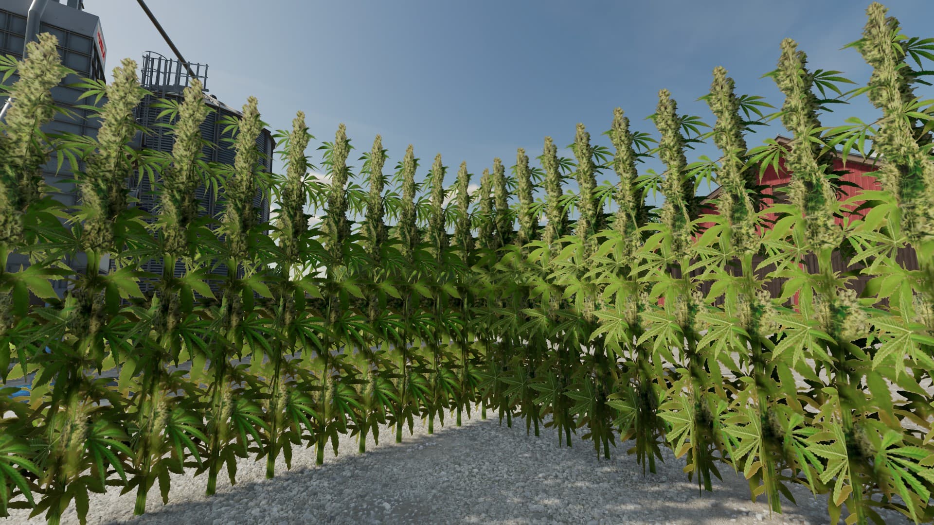 DIY Cannabis Maze 3