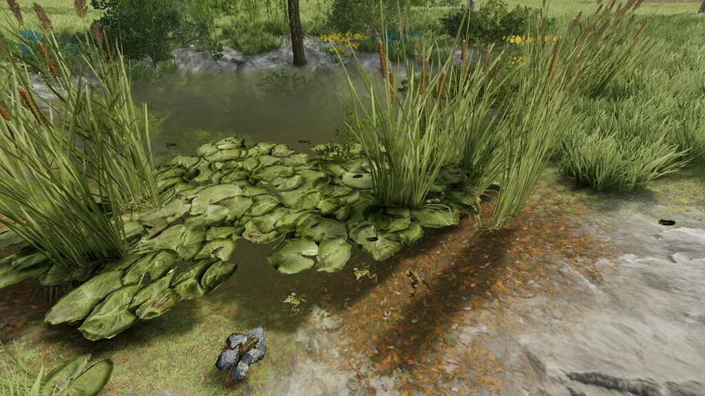 FROGS FOR POND 3