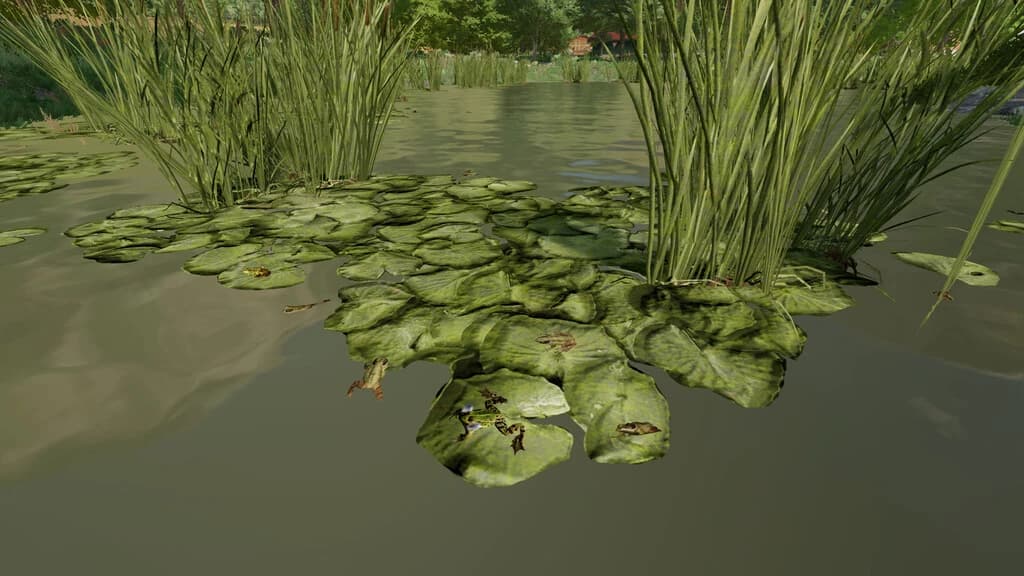 FROGS FOR POND