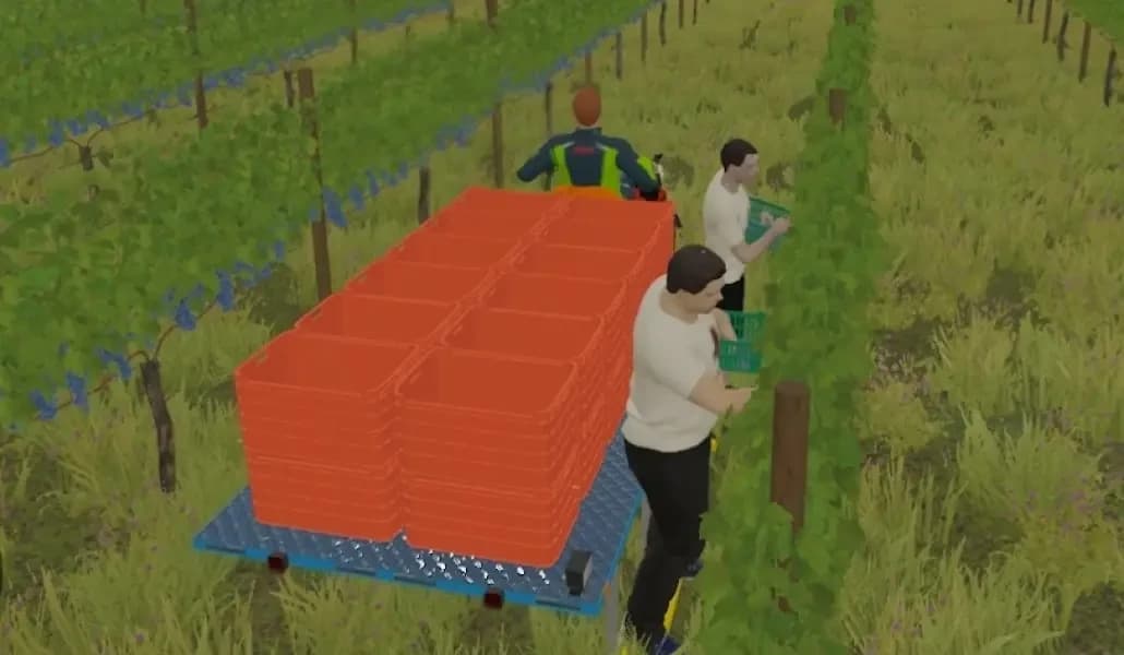 GRAPE HARVEST WITH WORKERS 4