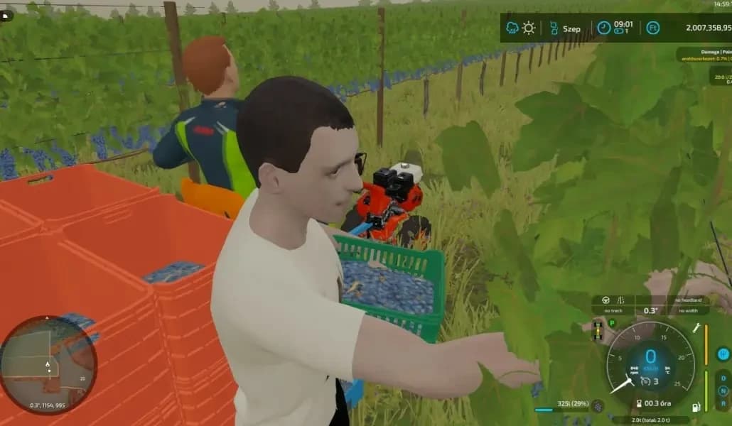 GRAPE HARVEST WITH WORKERS 2