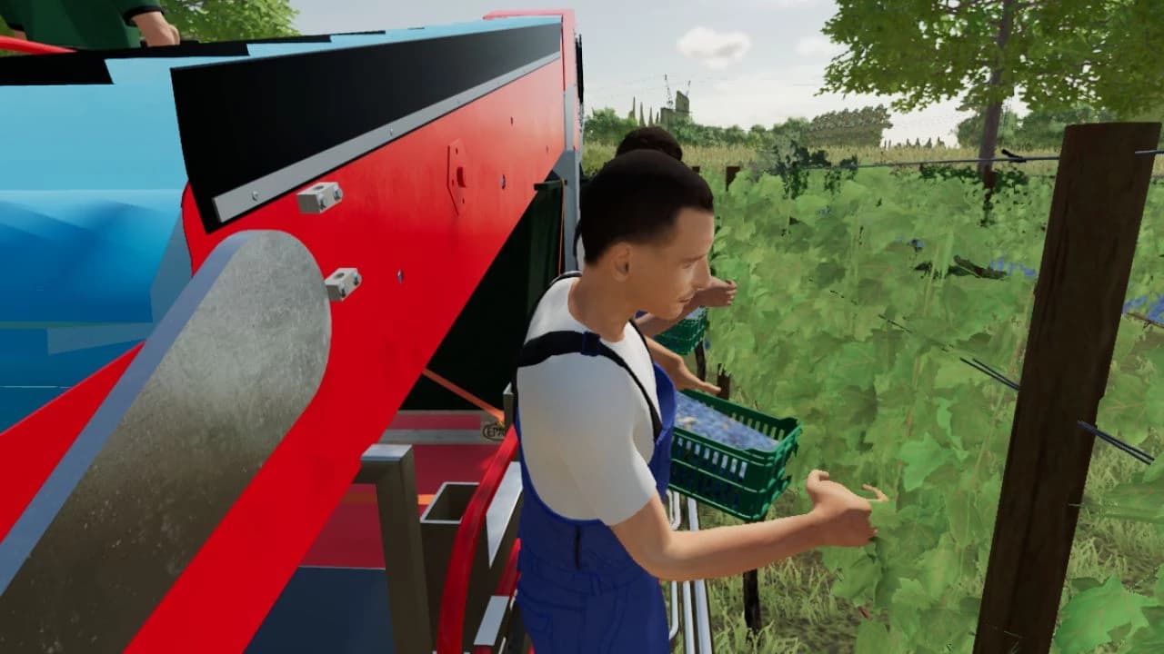 GRAPE HARVESTING BRIGADE 2