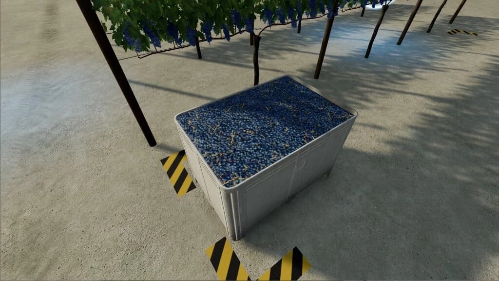 GRAPE ORCHARD 4