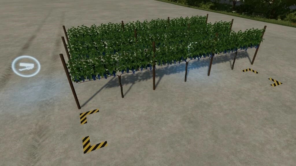GRAPE ORCHARD 3