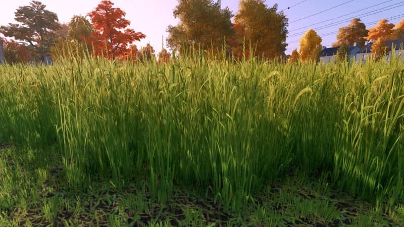 GRASS TEXTURE 4