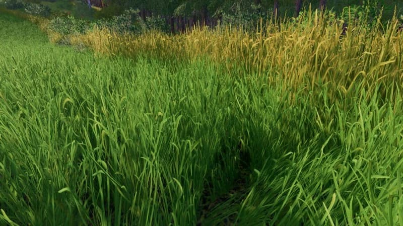 GRASS TEXTURE 2