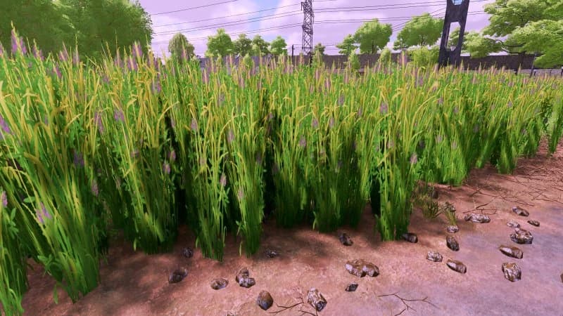 GRASS TEXTURE WITH ALFALFA 5
