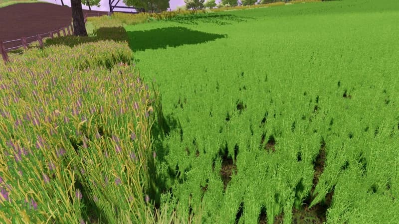GRASS TEXTURE WITH ALFALFA 4