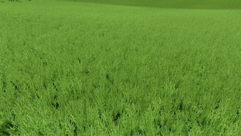 GRASS TEXTURE WITH ALFALFA 3