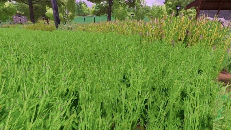 GRASS TEXTURE WITH ALFALFA 2